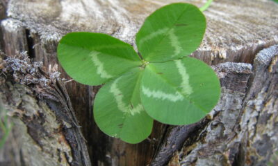 Essa planta cresce em qualquer solo e atrai sorte
