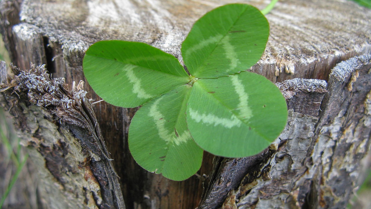 Essa planta cresce em qualquer solo e atrai sorte
