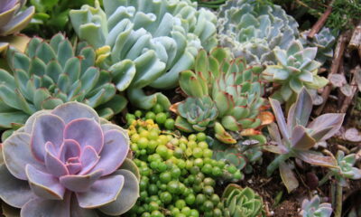 Segredo para suculentas sobreviverem na sombra