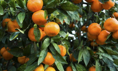 Truque natural com cascas de tangerina espanta insetos e ainda perfuma a casa