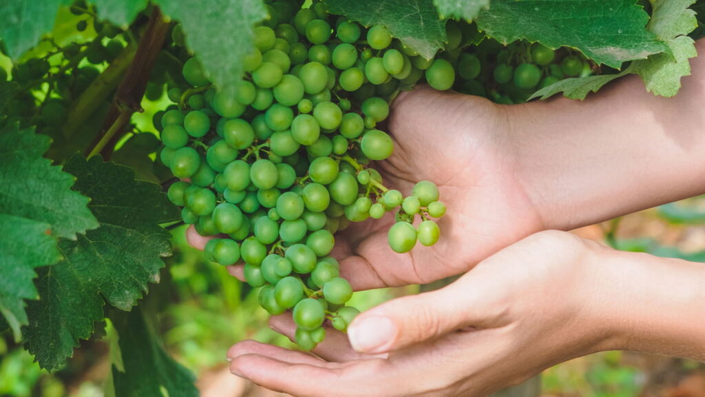 Dicas para colher uvas doces dentro de casa usando vaso
