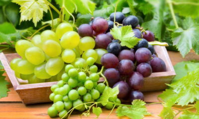 Dicas para colher uvas doces dentro de casa usando vaso