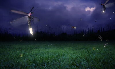 Cientistas preveem extinção em massa dos vaga-lumes