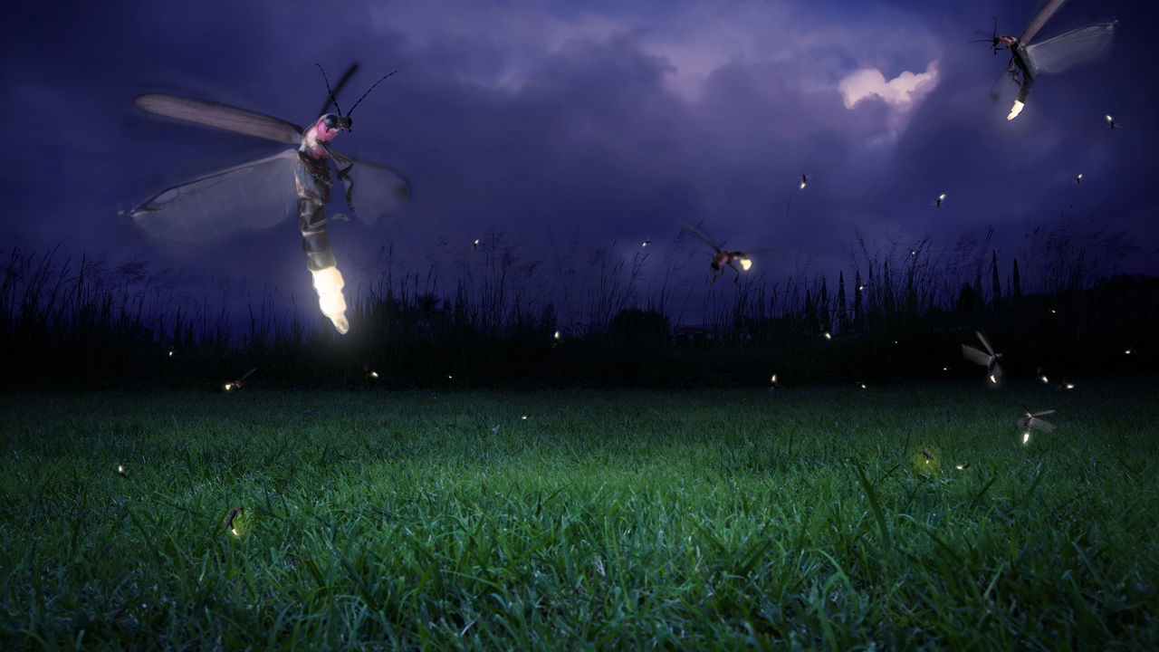 Cientistas preveem extinção em massa dos vaga-lumes