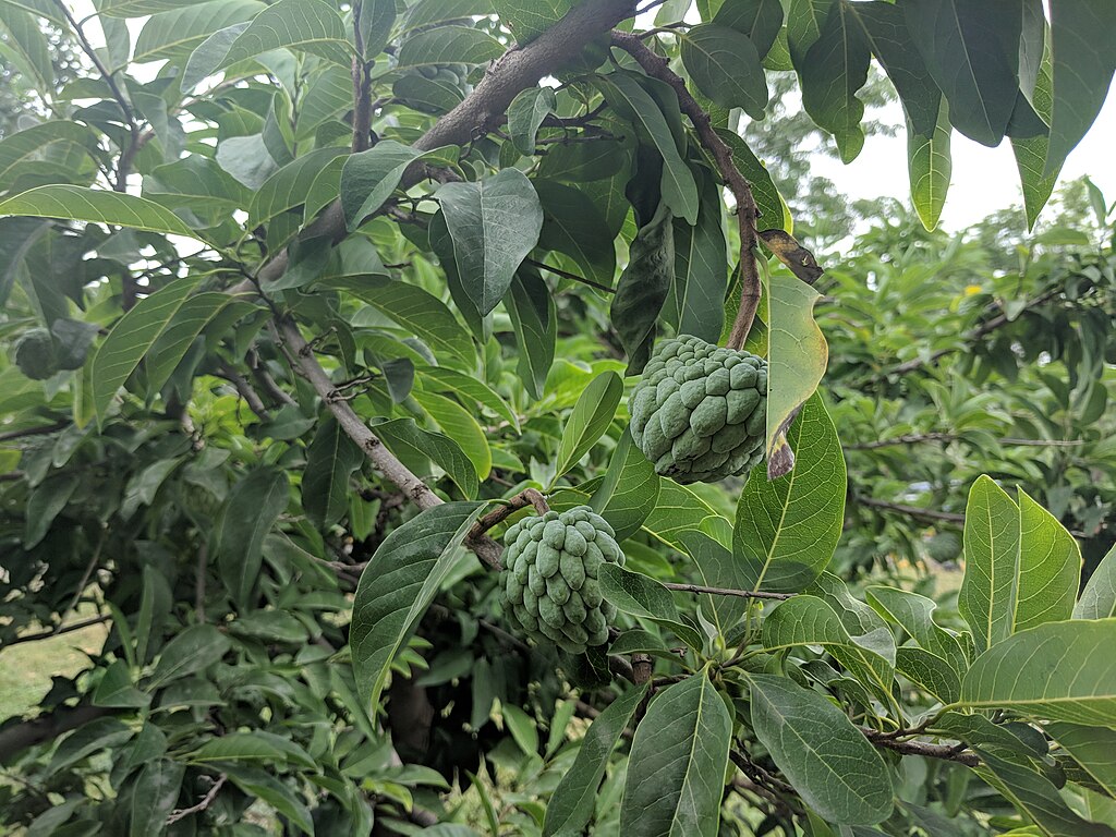 Quer saber como cultivar fruta-do-conde de forma eficiente e colher frutos deliciosos? Este guia detalha práticas essenciais para garantir uma plantação saudável e produtiva