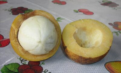 O bacuri é uma fruta amazônica valiosa, admirada tanto pelo sabor único quanto pelo potencial econômico