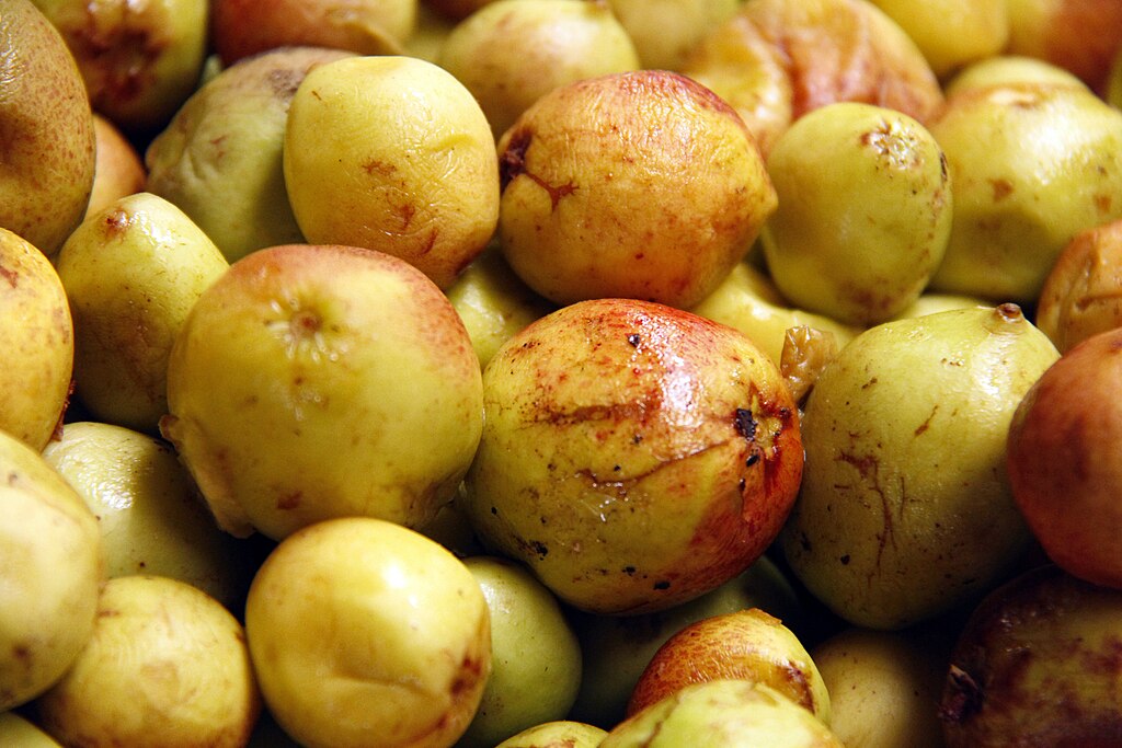 Ter uma mangaba fresquinha colhida em casa pode parecer um sonho, mas é totalmente possível com algumas técnicas simples e conhecimento adequado