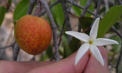 Ter uma mangaba fresquinha colhida em casa pode parecer um sonho, mas é totalmente possível com algumas técnicas simples e conhecimento adequado