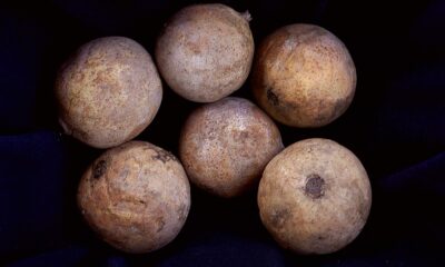 O cultivo do jenipapo em casa pode ser uma tarefa gratificante tanto para quem está começando quanto para os mais experientes