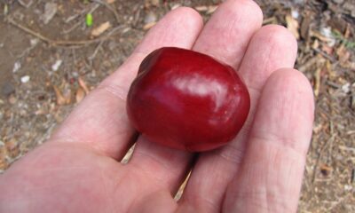 Aprender a cultivar seriguela em casa pode ser uma experiência gratificante, especialmente se você deseja colher frutos rapidamente