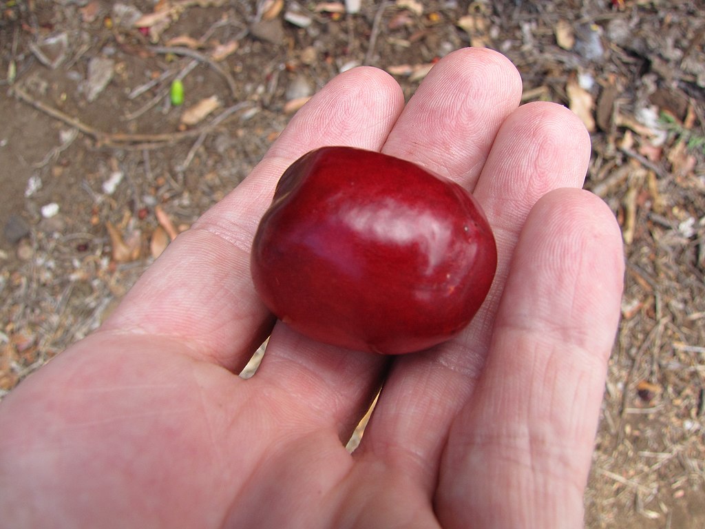 Aprender a cultivar seriguela em casa pode ser uma experiência gratificante, especialmente se você deseja colher frutos rapidamente