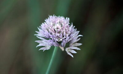 A planta que cresce rápido e dá tempero para a vida toda