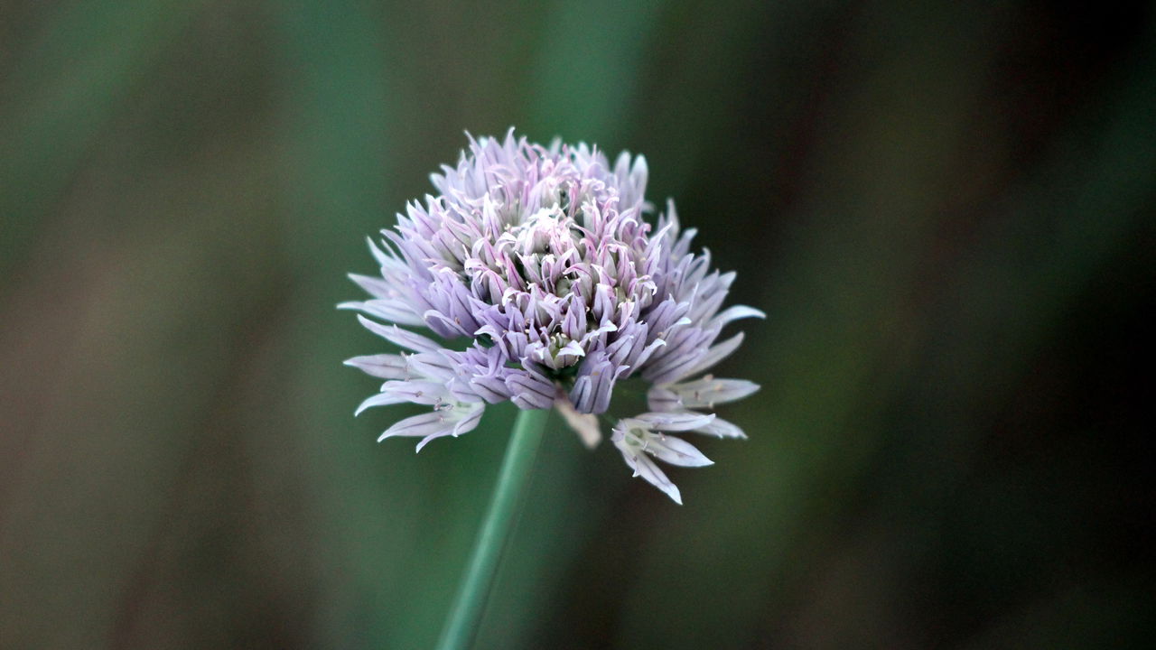 A planta que cresce rápido e dá tempero para a vida toda