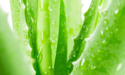 Planta que deixa a pele jovem naturalmente