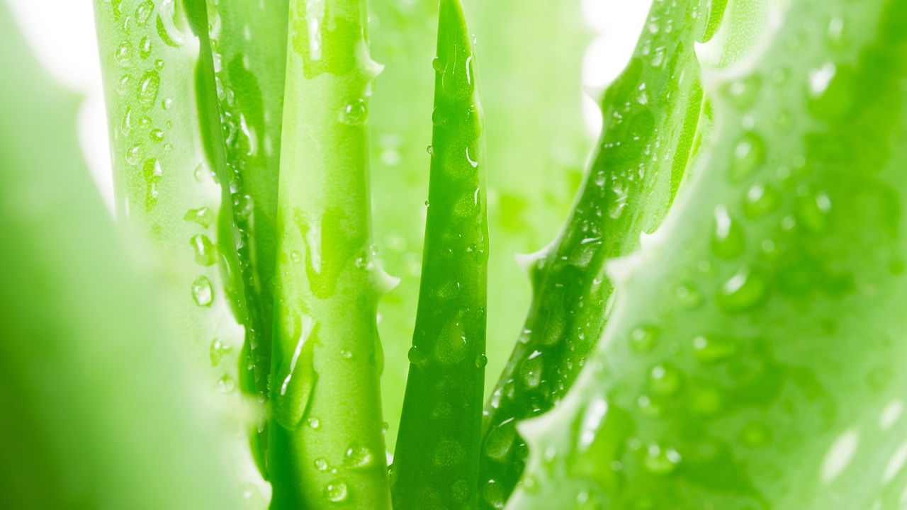 Planta que deixa a pele jovem naturalmente