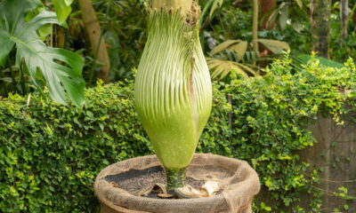 Essa flor só aparece a cada 40 anos