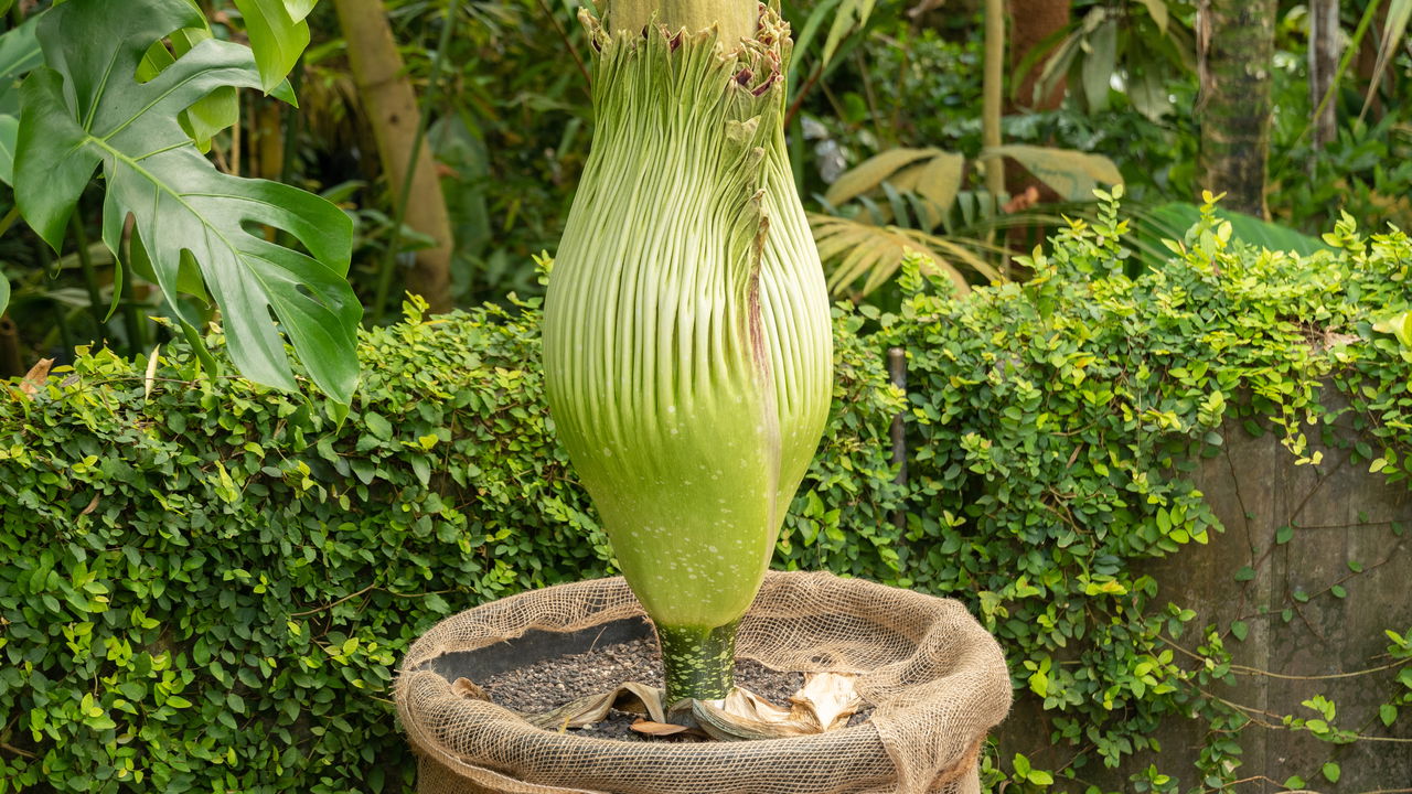 Essa flor só aparece a cada 40 anos