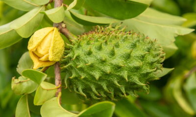 O cultivo do biribá em casa proporciona uma experiência gratificante, tanto para quem está iniciando quanto para quem já tem experiência em jardinagem