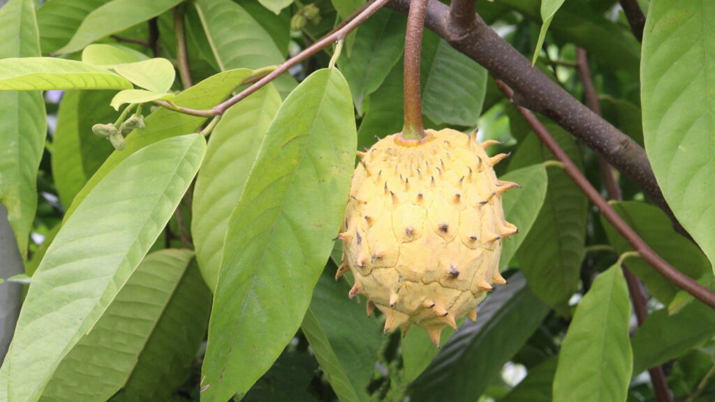 O cultivo do biribá em casa proporciona uma experiência gratificante, tanto para quem está iniciando quanto para quem já tem experiência em jardinagem