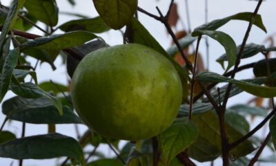 O cultivo de araçá-boi em casa é uma prática cada vez mais apreciada por quem deseja ter acesso a frutas frescas e nutritivas no próprio quintal