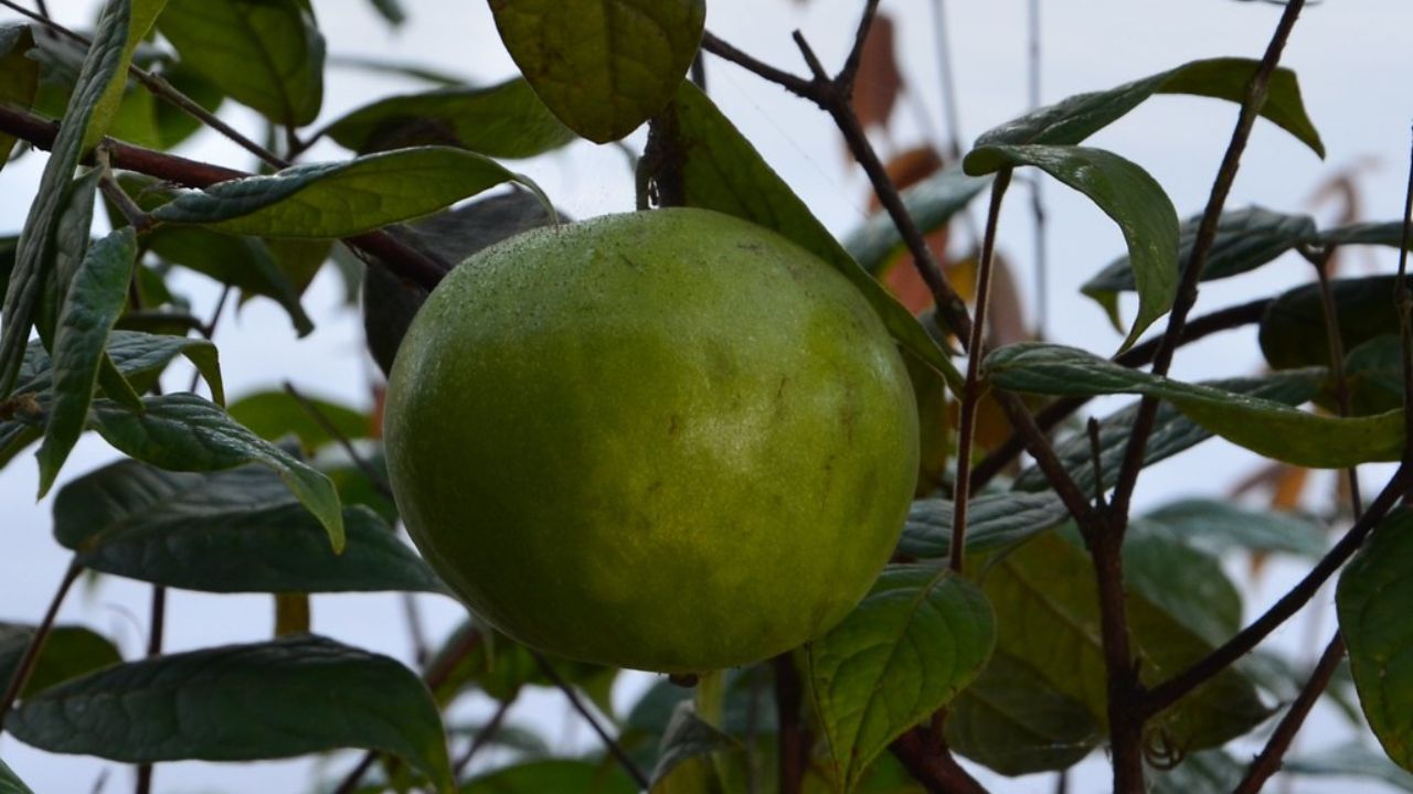 O cultivo de araçá-boi em casa é uma prática cada vez mais apreciada por quem deseja ter acesso a frutas frescas e nutritivas no próprio quintal