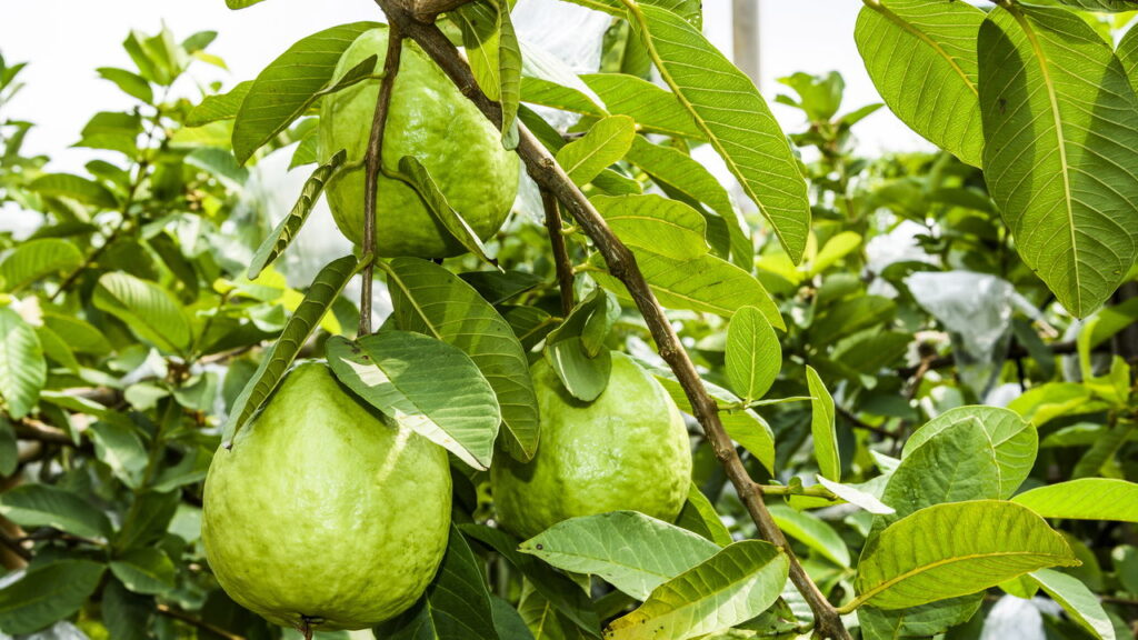 Conseguir que sua goiabeira produza frutos maiores, saudáveis e de forma natural é totalmente viável se você adota práticas de manejo apropriadas