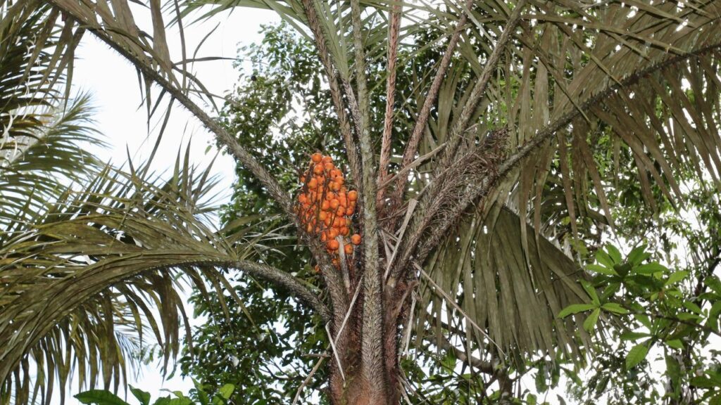 Cultivar tucumã em casa pode ser uma experiência gratificante e deliciosa, especialmente para quem busca uma alimentação mais natural