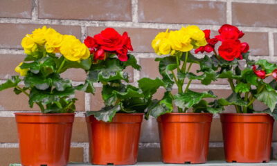 Três flores fáceis de plantar em vasos que encantam