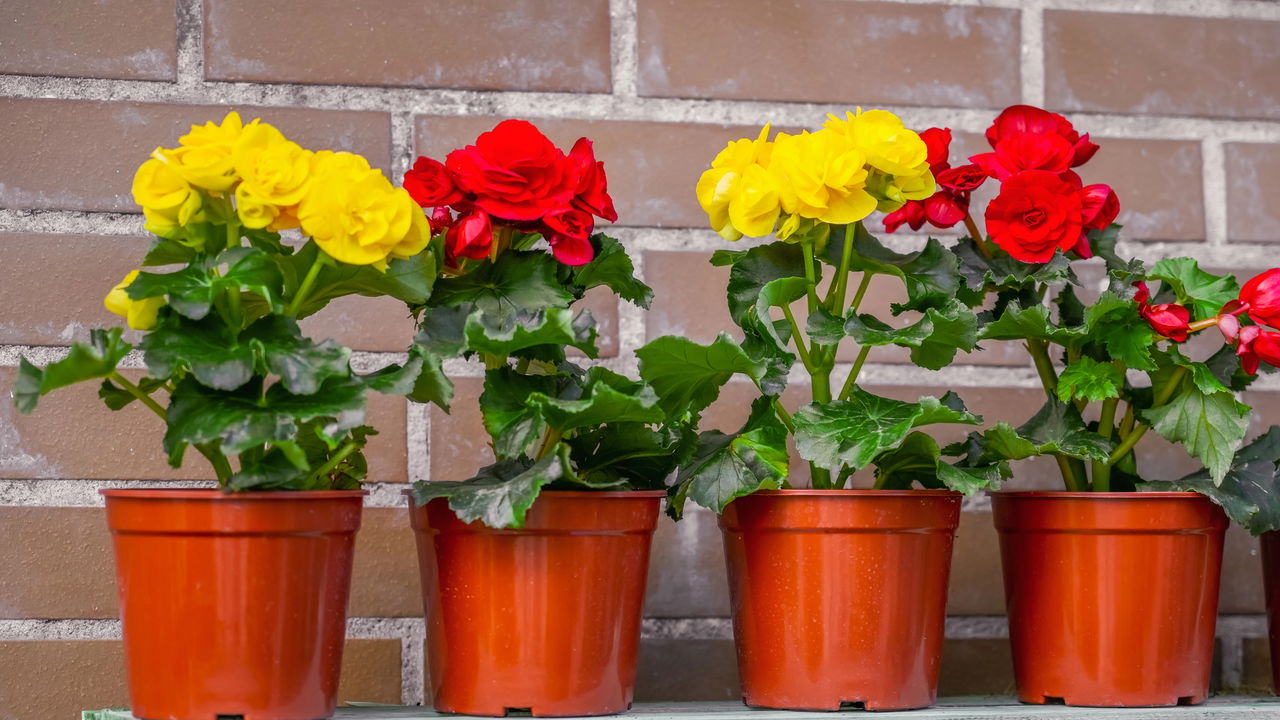 Três flores fáceis de plantar em vasos que encantam