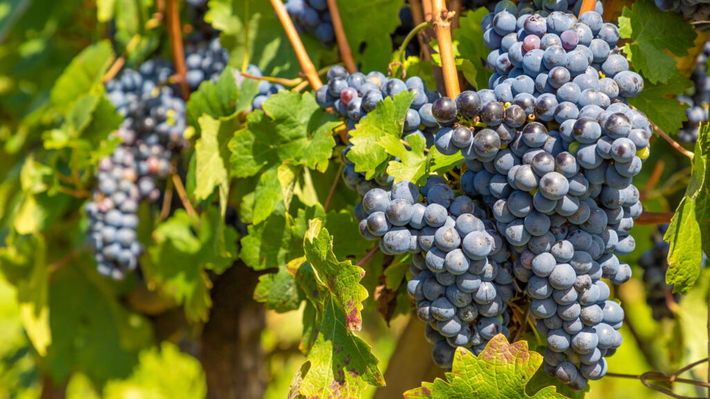 Essa é considerada a cidade mais acolhedora e segura do RS