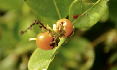 Cultivar murici em casa é uma atividade prazerosa que aproxima você da natureza, mesmo em ambientes urbanos