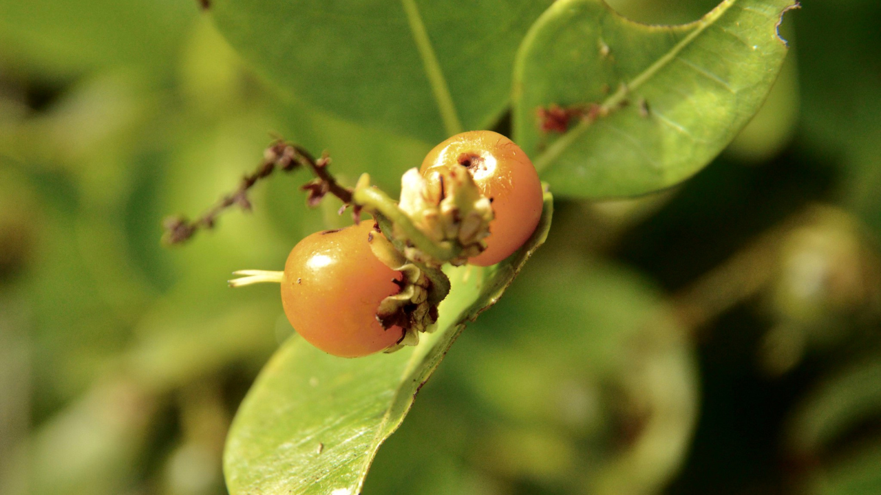 Cultivar murici em casa é uma atividade prazerosa que aproxima você da natureza, mesmo em ambientes urbanos