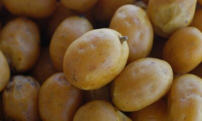 Cultivar cajá em casa pode ser uma tarefa gratificante e acessível, especialmente quando se segue um método bem estruturado