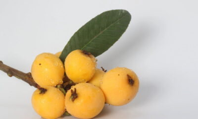 A nêspera, também conhecida como ameixa-amarela, tem ganhado destaque não apenas pelo seu sabor adocicado, mas também pelo seu perfil nutricional