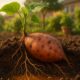 Como plantar batata-doce em casa e colher em tempo recorde