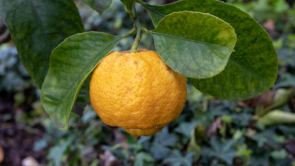 Quer ter lima da pérsia fresquinha colhida diretamente do seu jardim? Aprender como cultivar essa fruta em casa pode ser mais fácil do que imagina