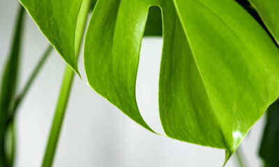 Essa planta transforma qualquer sala em um ambiente elegante