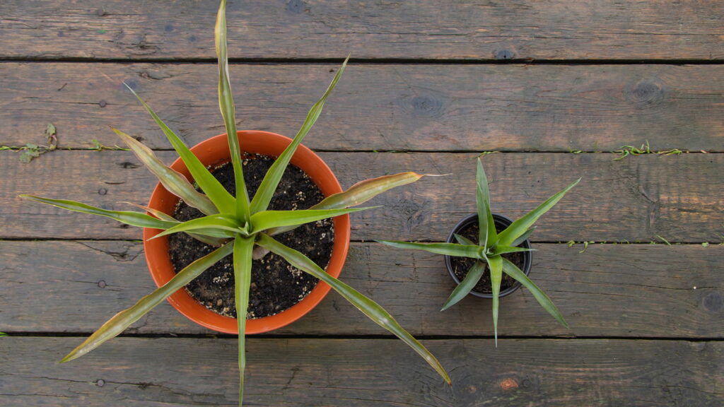 Aprender a fazer muda de abacaxi utilizando somente a coroa da fruta é um processo acessível e muito satisfatório, especialmente para quem gosta de cultivar plantas em casa