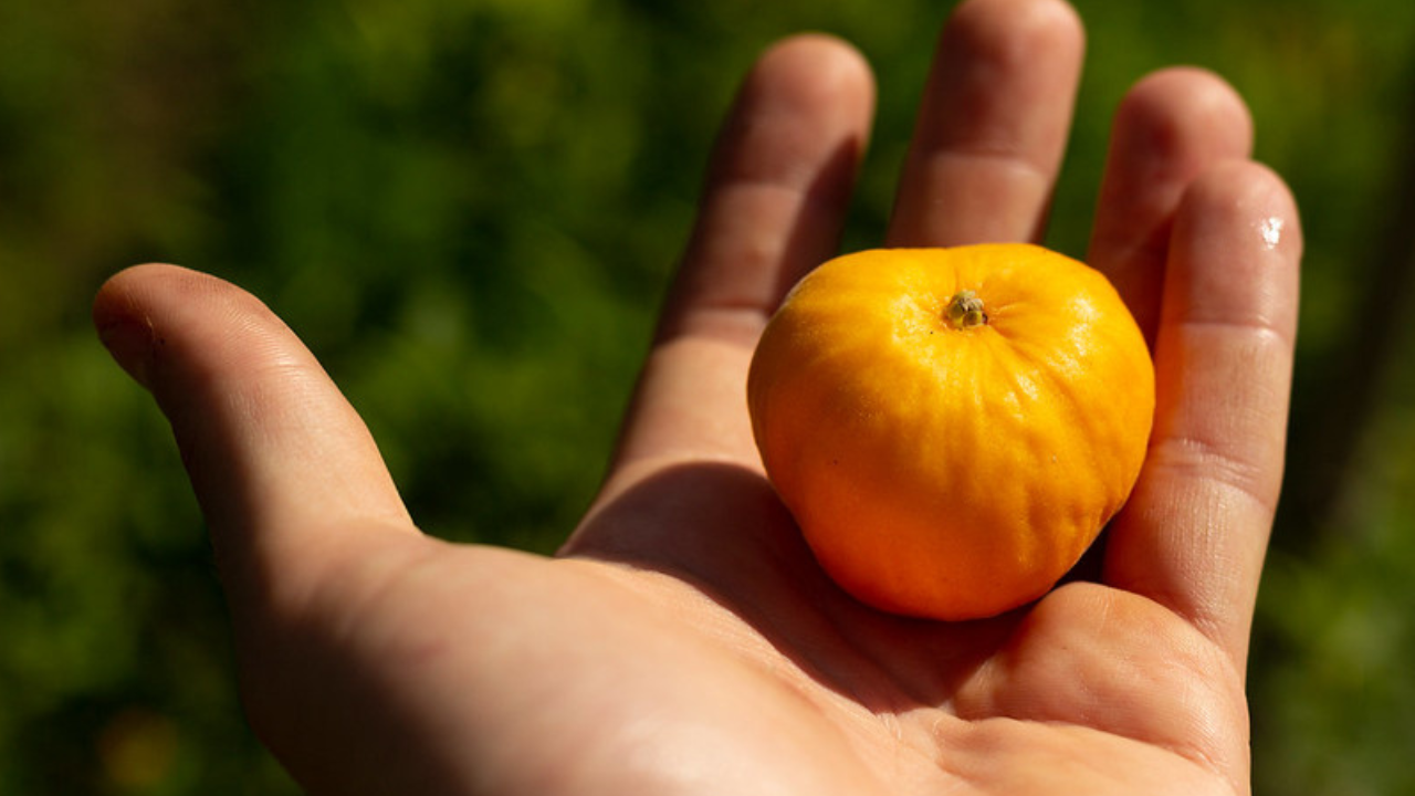 O cultivo de uvaia em casa é uma excelente maneira de ter essa deliciosa fruta nativa do Brasil disponível no seu próprio quintal