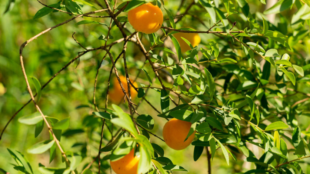 O cultivo de uvaia em casa é uma excelente maneira de ter essa deliciosa fruta nativa do Brasil disponível no seu próprio quintal