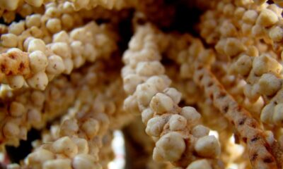 Aprender como cultivar bacaba (Oenocarpus bacaba Mart.) em casa é uma excelente oportunidade para quem aprecia plantas e deseja desfrutar de frutos nutritivos sem sair de casa