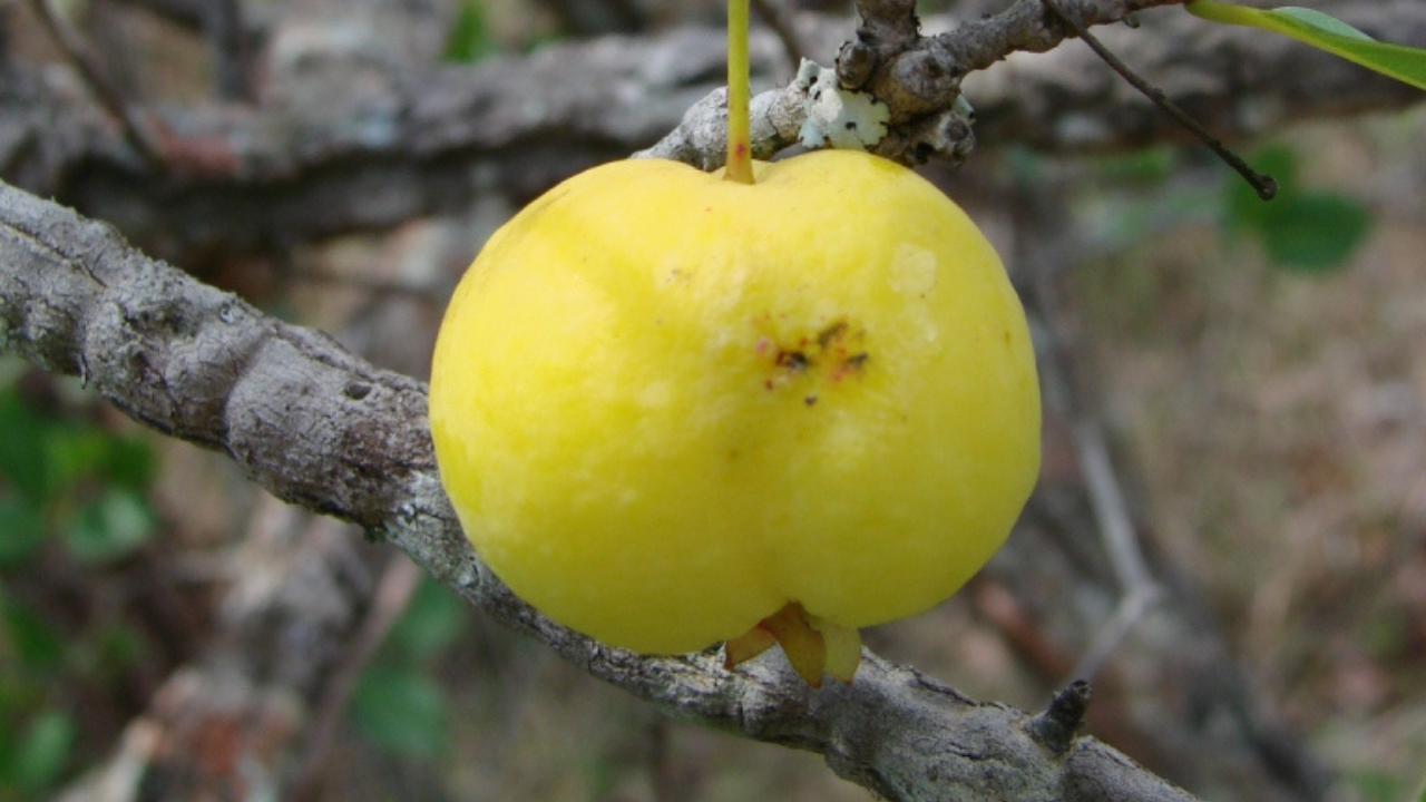 Se você deseja desfrutar do sabor único da cagaita em casa, chegou ao lugar certo. Neste artigo, vamos explorar maneiras eficazes de cultivar