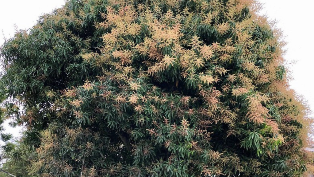 Mangueira soltando flores