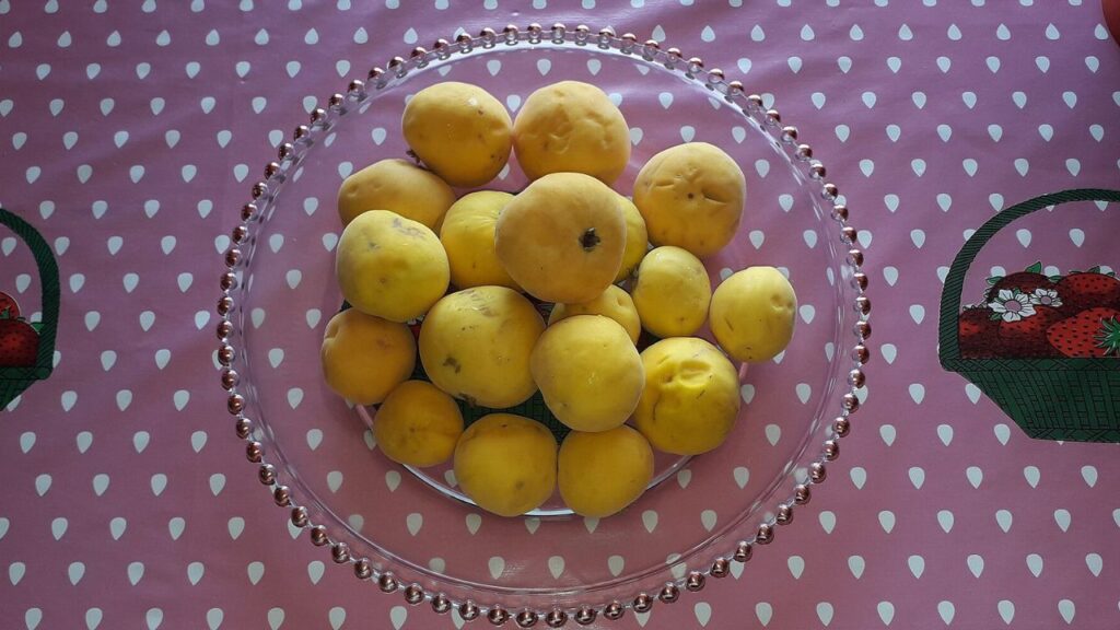 O cultivo de araçá-boi em casa é uma prática cada vez mais apreciada por quem deseja ter acesso a frutas frescas e nutritivas no próprio quintal