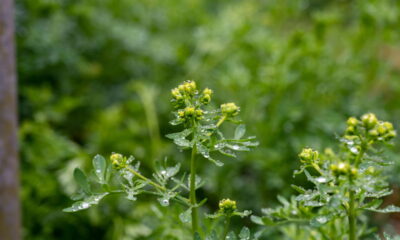 Erva que protege contra mau-olhado e inveja diariamente