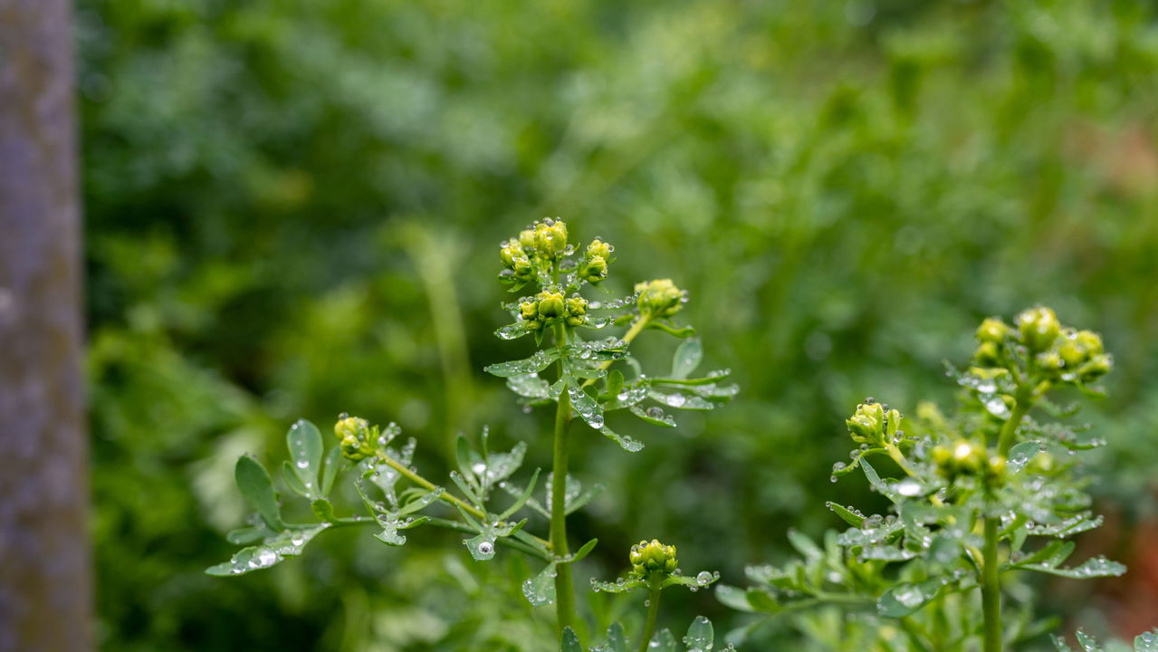 Erva que protege contra mau-olhado e inveja diariamente