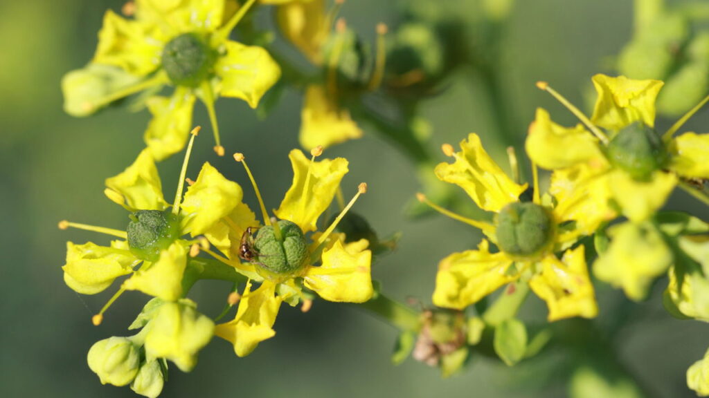 Erva que protege contra mau-olhado e inveja diariamente