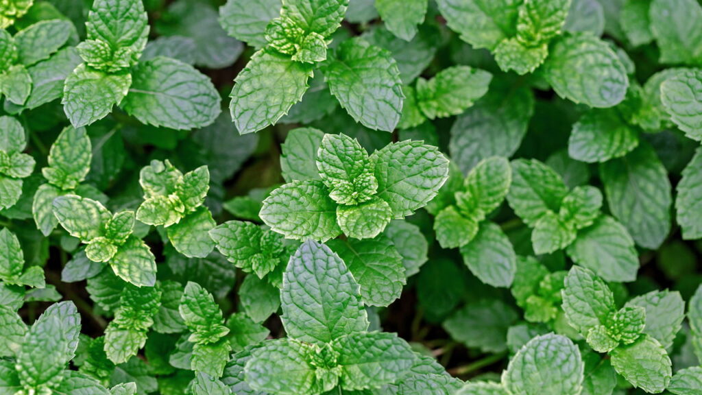 Plantas comestíveis que você pode plantar em casa
