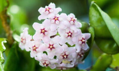 A flor de cera que deixa qualquer casa mais elegante e fácil de cuidar