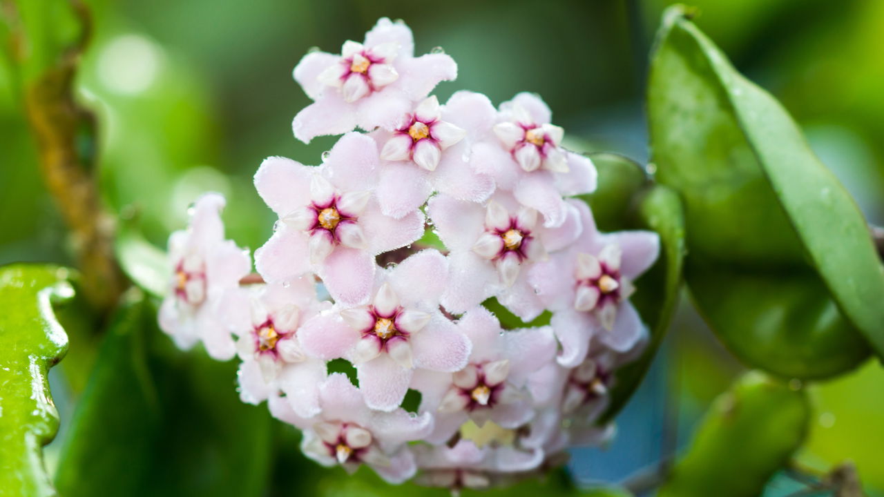 A flor de cera que deixa qualquer casa mais elegante e fácil de cuidar